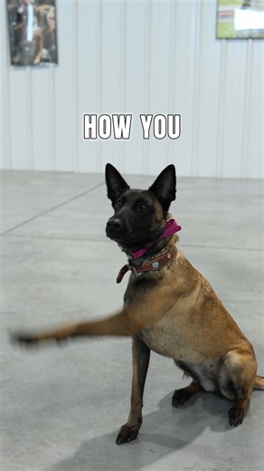 Every dog owner wants that one trick that makes everyone smile — and this one never fails. 🤝🐶 Teaching your dog to “shake” isn’t just cute… it builds trust, focus, and connection between you and your dog. It’s the perfect example of how fun training can also strengthen your bond. ❤️ Start simple. Keep it short. Celebrate every win — even the small ones. Because when your dog wants to work with you, training becomes effortless. 🎥 Learn how to teach your dog to shake — the right way — with Idah