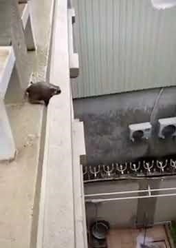 frog jumps off building to piano man