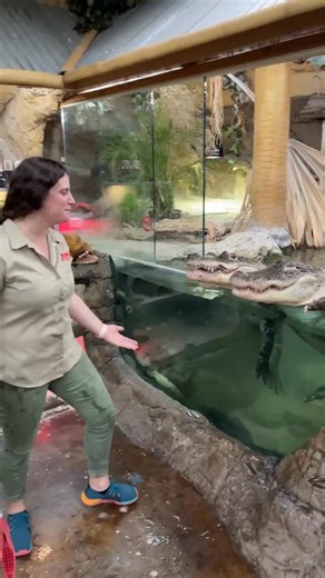 Giving these big boys some chin scratches is a special moment between Darth, Gomer, and I. 🐊💚🐊 Moments like this highlight the incredible trust that can be built with animals over many years, as both of these alligators have lived their entire lives in captivity and are accustomed to consistent handling. However, it is crucially important to remember that this behavior is due to them living in captivity and should never expect this from wild gators. In their natural habitats, alligators are r