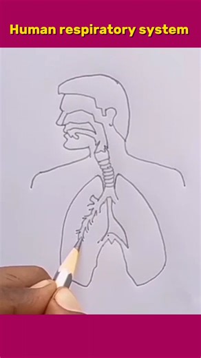 How to draw human respiratory system easily #shorts #respiratorysystem #biology #diagram