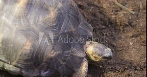 Radiant Shell: An aerial view captures the intricate pattern of the Radiated Tortoise's shell (Astrochelys radiata), resembling a captivating natural mosaic, as it gracefully moves across the terrain. Stock Video
