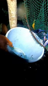 Catching flying fish inside the fishtrap | Joshua Evangelista Quiamco