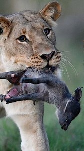 Follow👉IG @bigcatsnamibia Now ! Warthog sows are typically quite protective over their piglets, often keeping a close eye on them and being ready to defend them against potential threats, such as predators. Credits @james_gradwell_photography 📸 @wildlife_ley Warthogs can be quite aggressive when defending themselves or their young against predators. They have tusks and powerful charges that they use to protect themselves and their offspring from threats. 🐆Safari? Embark on the adventure of a 