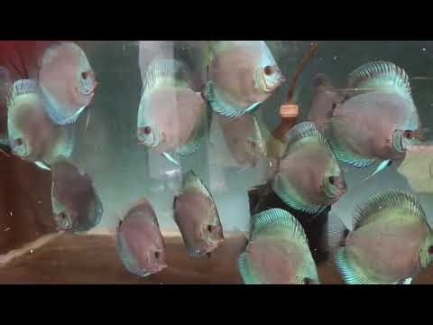 Adult discus £110 each at Cheshire oaks discus fish sales