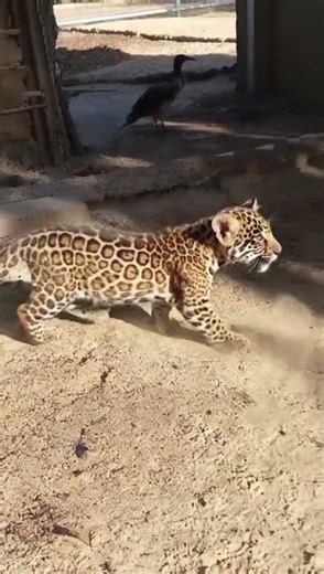 Jaguar cub got separated from its mother.