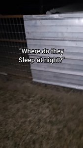 I'd hop in there and cozy up with them if they would let me!! Temps are dropping this weekend, but the manure train hogs got in handled no problem. Just moved them to their next spot, and they are back to work rooting around. #smallfarm #familyfarm #pigs #hogs #manuretrain #rotationalgrazing #pigpen #losthwyfarms | Chris Baker