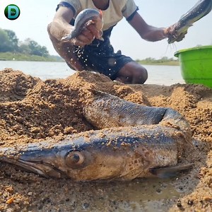 Unbelievable technique big stuck monster barracuda fish catching form deep underground hole #fish #fishing part 4 | Discovery Site