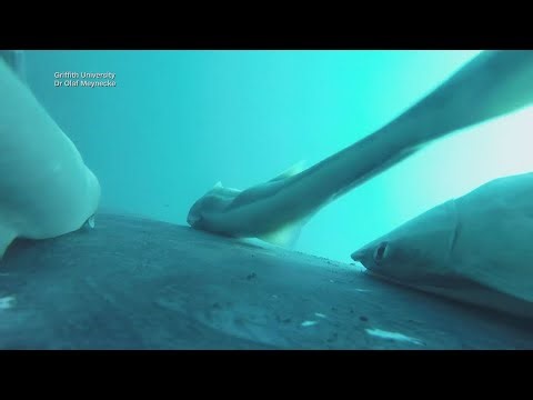 Check out these aquatic hitchhikers