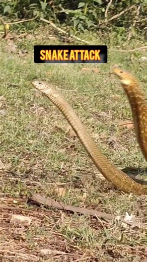 Snake vs Snake Fight | Deadly Snake Attack 🐍🔥