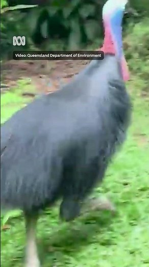 Injured cassowary chick reunited with dad | ABC News