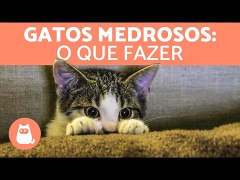 My cat is afraid of everything 🙀 (causes and what to do)