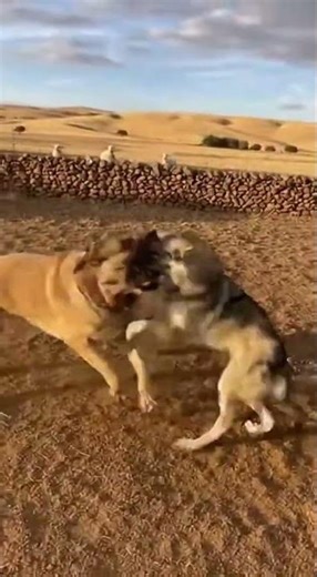 Spanish Mastiff: Guardian of the Castilian Plains