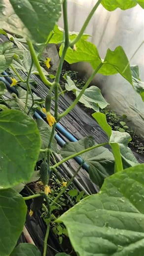 #733 | Cucumber | Cucumis sativus | Cucurbit | Cucurbitaceae | Concombre | Pepino | Kyuri | Timun