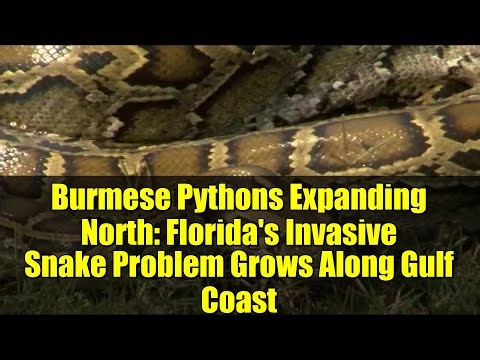 Burmese Pythons Expanding North: Florida's Invasive Snake Problem Grows Along Gulf Coast