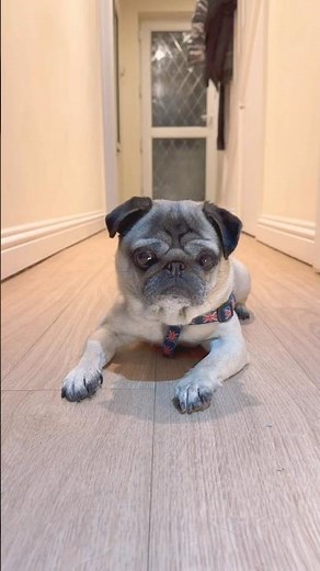 FUNNY Dog Trick! 🤣 #pugdog #funnypug #dogtricks