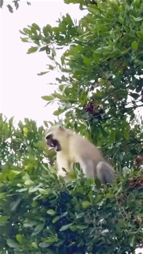 Un singe tout en haut d'un arbre… et tout à coup, le chasseur attaque ! 😱🏹 #corbeau #shortsfeed