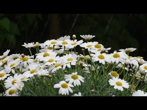 Harmonious Music for Crochet 🎶