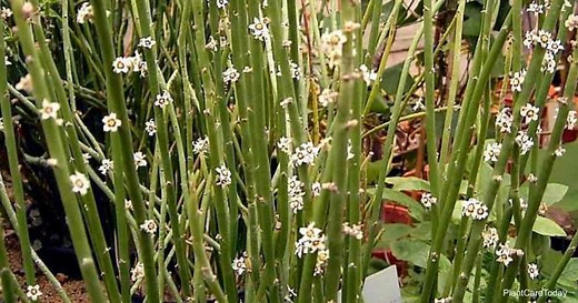 Euphorbia Antisyphilitica Care: All About Growing Candelilla