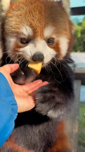 #redpanda #cute #cuteanimal #animallovers #adorable