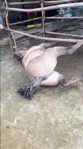 A Horse Fell Down Suddenly | Emotional Moment Caught on Camera