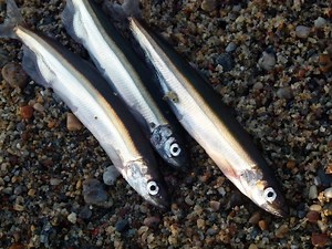 Capelin Spawning in Newfoundland, Summer 2023
