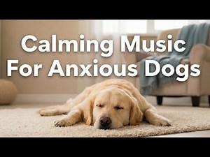 12 Hours of Calming Music for Anxious Dogs Home Alone