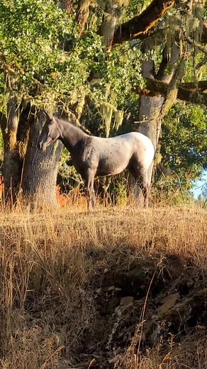 12K views · 553 reactions | Starting to feel like fall #foundationappaloosa #appaloosa #aphc #appaloosahorseclub #fewspot #foal #foalsof2023 #oregon #fall #september #pnw #ranch #country #countrylife #horselife #equine #equestrian | Jack Creek Appaloosas | Facebook