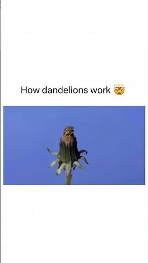 This is how Dandelions work #flowers #trending #viral #video #nature #biology #botany