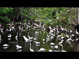 Wildlife Paradise at the Corkscrew Swamp Sanctuary in Florida