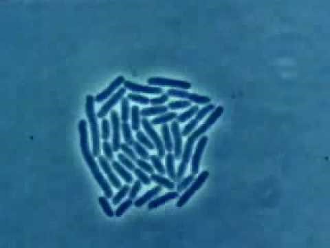 Bacteria Multiplying