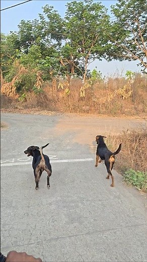 cute dog #doglover#puppy #labrador #shortvideo #
