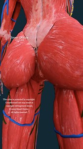 Anatomía del intestino grueso. ♻️✨ . . . . . . #fblifestyle #salud #medicina #saludfemenina #ginecología #obstetricia #saludreproductiva #prevención #bienestar #ciencia #anatomía #saludmental #nutrición #cuidopersonal #intestinogruoso #sistemadigestivo #saludintestinal #biología #fisiología #embarazo #saludfemenina #vejiga #ciencia #anatomía | Smart Doctor en Español