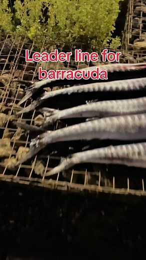 Steel Leader Barracuda Fishing Techniques
