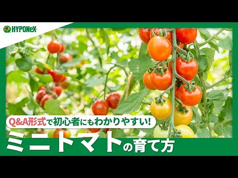 ☘59: How to grow cherry tomatoes | How to produce delicious fruit? How to water and fertilize, as...