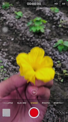 iPhone 8 Plus Camera Features and 4K Video Tips