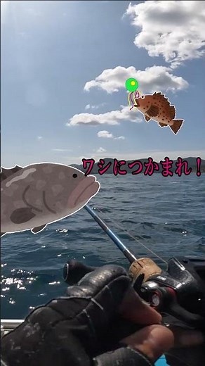 A hole was made in the belly of the largest red spotted grouper with a lead bullet #shorts