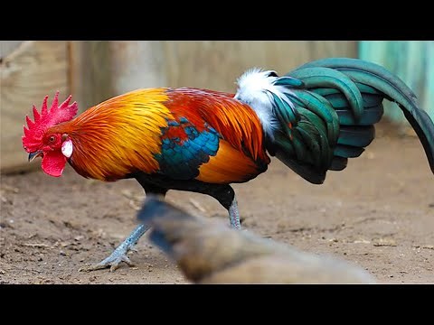 Con Gà Trống, Con Công Thực Tế | Những Con Vật Quen Thuộc