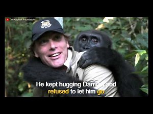 A heartwarming encounter between a gorilla and its human father who has been separated for 5 years