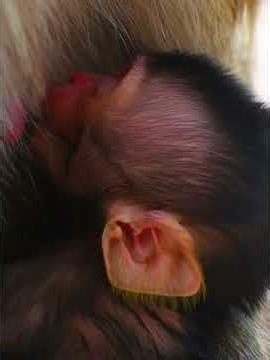 Nice newly baby hug mom get milk