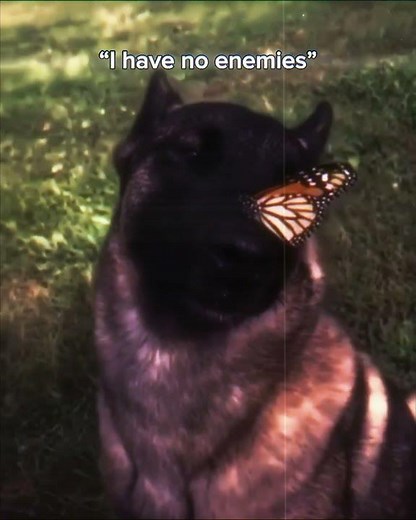 Dog with butterfly on its nose 🔥