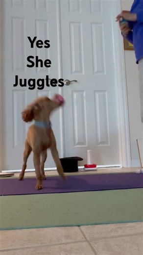 Dog Juggling partner. Playing and learning for your dog is as important as going for a walk.