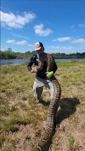 HOW FAST GIANT PYTHONS GROW in the Florida Everglades #fyp #foryou #explorepage #explore #python