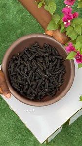 How to properly clean your PERIWINKLE when you buy them shelled Was this helpful?☺️ | Chef Temmie