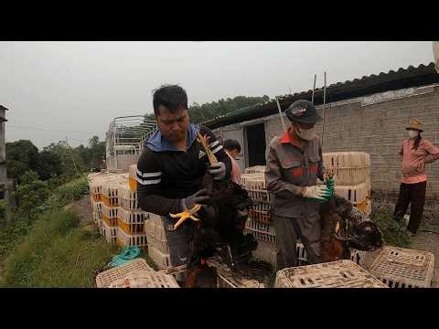 Inside a High-Tech Chicken Farm Buying THOUSANDS of Chickens!