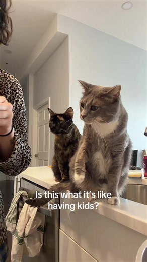 I can’t eat anything without these two thinking it’s for them😭 #catsoftiktok #catlover