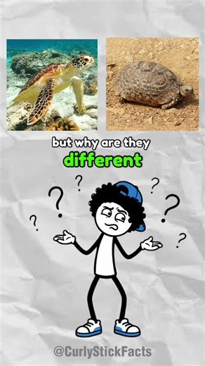 Things that look the same… but aren’t 👀🐢💻 Like & subscribe for more facts! #education #stickman