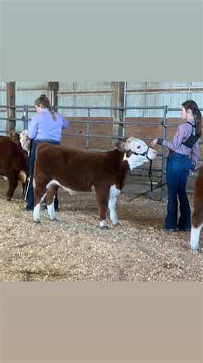 Dittmer Cattle on Reels