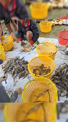 Crayfish - A unique and effective method in the Mekong Delta for catching shrimp by stirring up m...