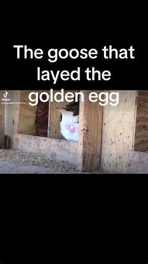 The Goose That Lays Golden Eggs Revealed