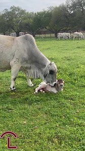 2.1M views · 10K reactions | Our spring babies are starting to hit the ground!What a sweet time of year it is here at the ranch! | J.D. Hudgins Inc. | Facebook